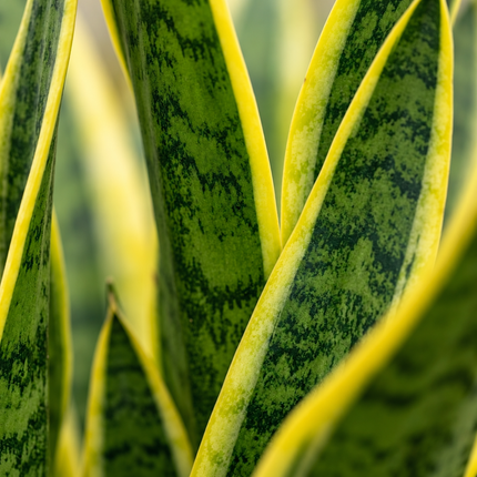 Detail van Sansevieria Laurentii-bladeren met groen gevlekte tekening en gele randen