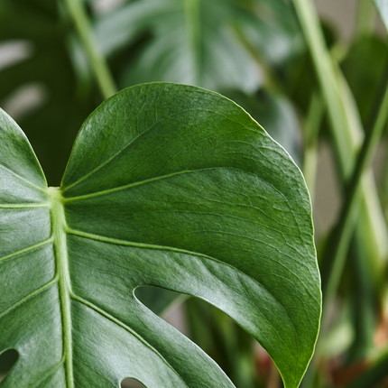 Detail van groene Monstera deliciosa-bladeren met insnijdingen en zichtbare bladnerven