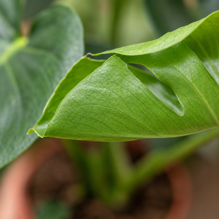 Detail van een groen Monstera deliciosa-blad met natuurlijke insnijding en bladstructuur