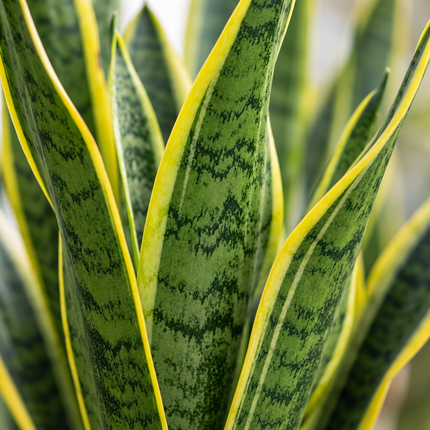 Detail van Sansevieria Laurentii XL-bladeren met groene tekening en gele randen