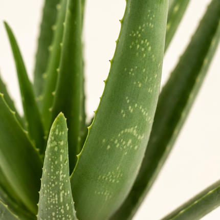 Detail van een vlezig Aloe vera-blad met lichte stippen en tanden langs de rand