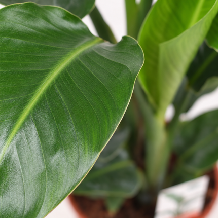 Detail van een groen Strelitzia nicolai-blad met de centrale nerf en fijne bladnerven