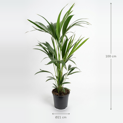 Kentia-palm, Howea forsteriana, in een zwarte kweekpot met aangegeven hoogte en potdiameter