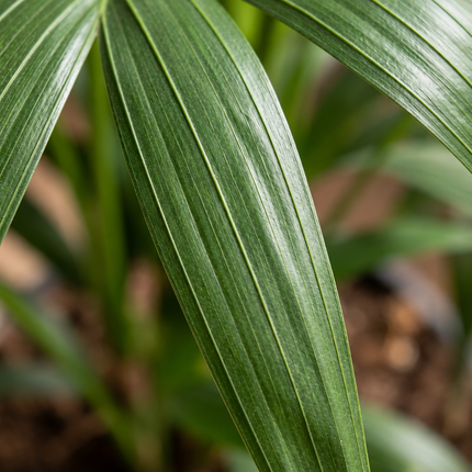 Detail van de groene bladveren van de Kentia-palm, Howea forsteriana