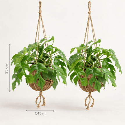 Twee Kokodama Monstera Minima-planten in hangmanden met aangegeven afmetingen