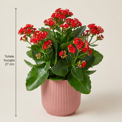 Rode Kalanchoë in een roze ELHO Vibes Fold-pot met aangegeven totale hoogte