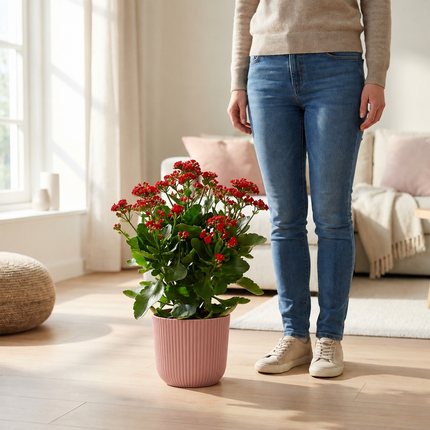 Rode Kalanchoë in een roze ELHO Vibes Fold-pot naast een persoon als schaalreferentie