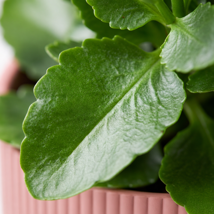 Detail van een groen Kalanchoë-blad met gekartelde rand bij een roze ELHO Vibes Fold-pot