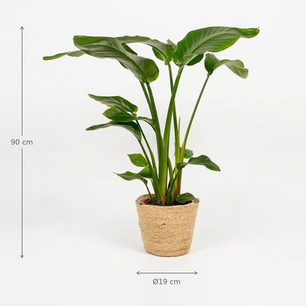 Strelitzia nicolai in een Selin-mand met aangegeven planthoogte en manddiameter