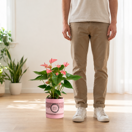 Anthurium met roze schutbladeren in Special Pour Toi-verpakking naast een persoon