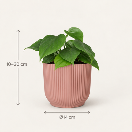 Philodendron Scandens in een roze ELHO Vibes Fold-pot met aangegeven hoogte en potdiameter