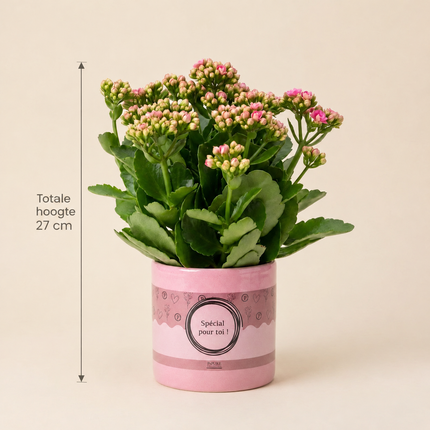 Kalanchoë met roze bloemen in Special Pour Toi-verpakking met aangegeven totale hoogte