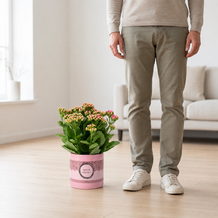 Kalanchoë met roze bloemen in Special Pour Toi-verpakking naast een persoon als schaalreferentie