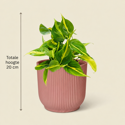 Philodendron Scandens Brasil in een roze ELHO Vibes Fold-pot met aangegeven totale hoogte