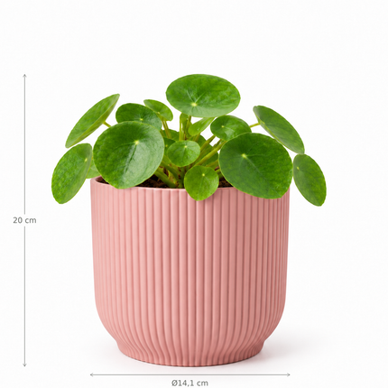 Pilea peperomioides in een roze ELHO Vibes Fold-pot met aangegeven hoogte en buitendiameter