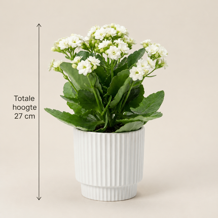 Kalanchoë met witte bloemen in een witte P&PURE Ivy Ceramics-pot met aangegeven totale hoogte