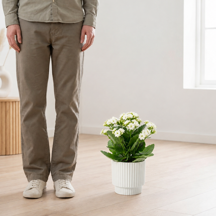 Kalanchoë met witte bloemen in een witte P&PURE Ivy Ceramics-pot naast een persoon