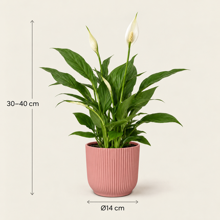 Spathiphyllum Torelli in een roze ELHO Vibes Fold-pot met aangegeven hoogte en potdiameter