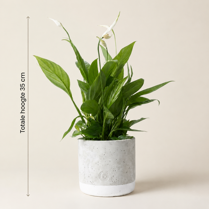 Spathiphyllum met witte bloemen in een P&PURE Jade-pot met aangegeven totale hoogte