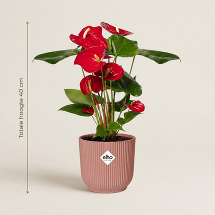 Anthurium met rode schutbladeren in een roze ELHO Vibes Fold-pot met aangegeven totale hoogte