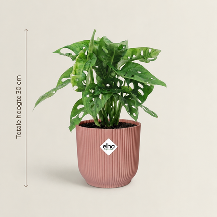 Monstera Monkey Leaf in een roze ELHO Vibes Fold-pot met aangegeven totale hoogte
