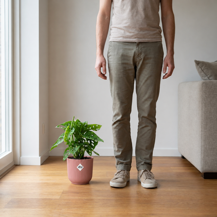 Monstera Monkey Leaf in een roze ELHO Vibes Fold-pot naast een persoon als schaalreferentie
