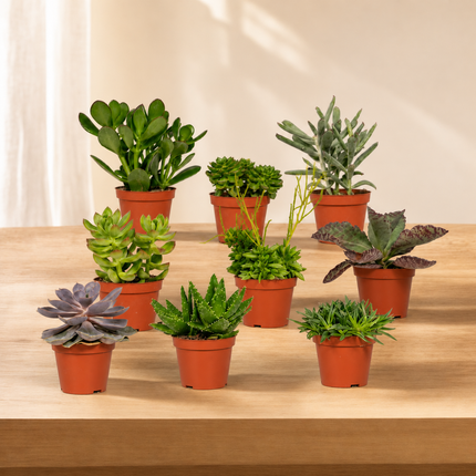 Negen verschillende vetplanten in afzonderlijke kweekpotten op een houten tafel