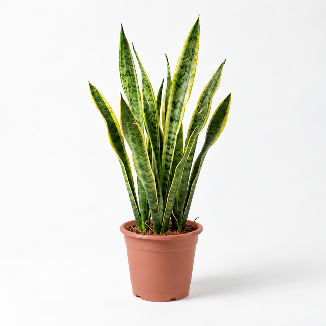 Sansevieria Trifasciata Laurentii, circa 85 cm hoog, in een bruine kwekerspot van 25 cm, volledig in beeld op een lichte studioachtergrond