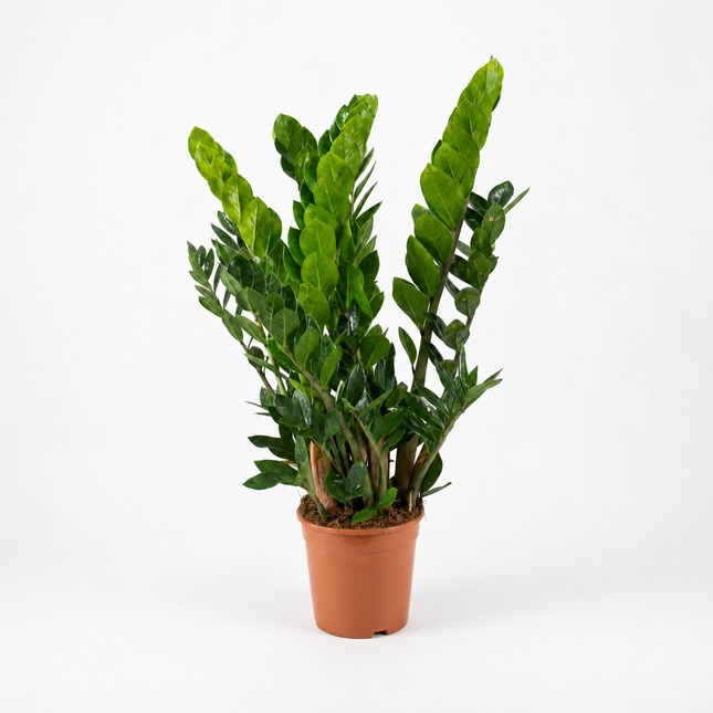 Zamioculcas zamiifolia, circa 80 cm hoog, in een bruine kwekerspot van 21 cm, volledig in beeld op een lichte studioachtergrond