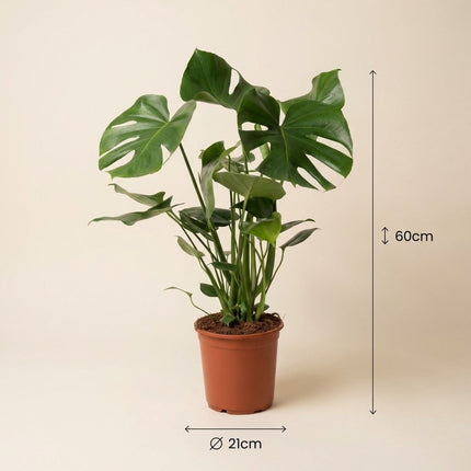 Monstera Deliciosa P21 - Ø21cm - ↕60cm