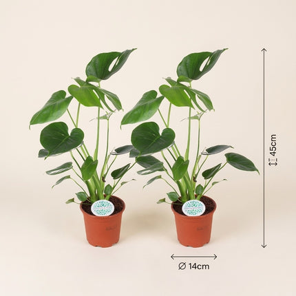 Monstera Deliciosa - 2 stuks - Ø14cm - ↕45cm – afmetingen 45cm hoog, 14cm diameter