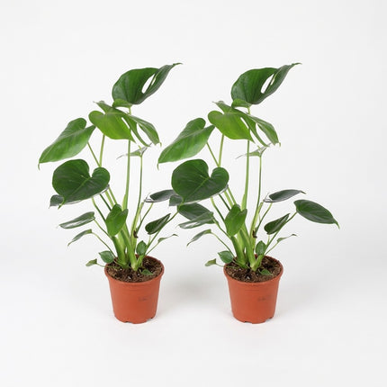 Monstera Deliciosa - 2 stuks - Ø14cm - ↕45cm – kamerplant op witte achtergrond