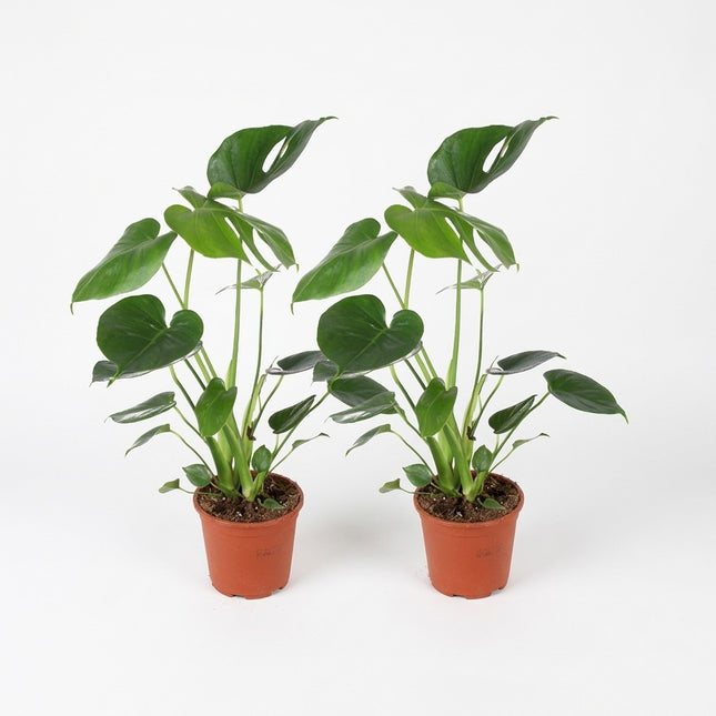 Monstera Deliciosa - 2 stuks - Ø14cm - ↕45cm – kamerplant op witte achtergrond