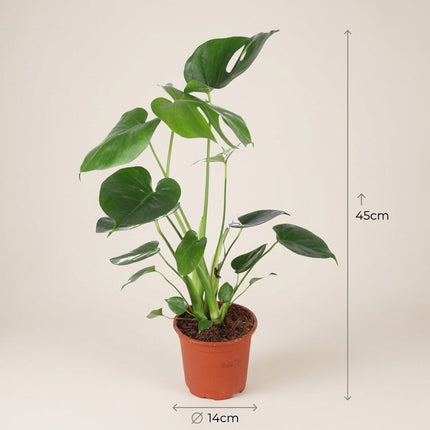 Monstera Deliciosa - Ø14cm - ↕45cm – afmetingen 45cm hoog, 14cm diameter