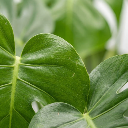 Monstera Deliciosa - Ø14cm - ↕45cm – close-up bladtextuur
