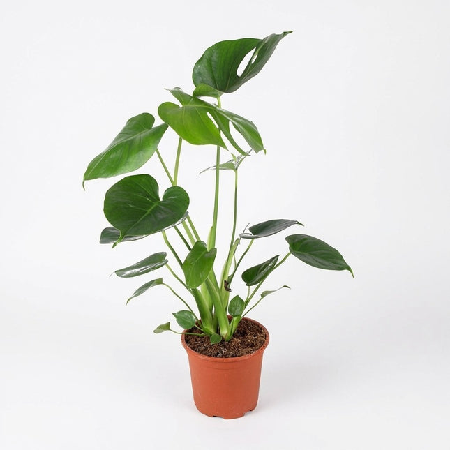 Monstera Deliciosa - Ø14cm - ↕45cm – kamerplant op witte achtergrond