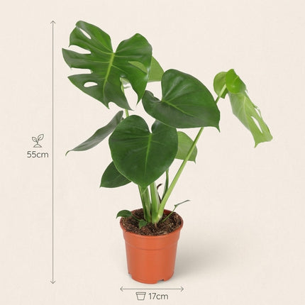 Monstera Deliciosa - Ø17cm - ↕55cm – afmetingen 55cm hoog, 17cm diameter
