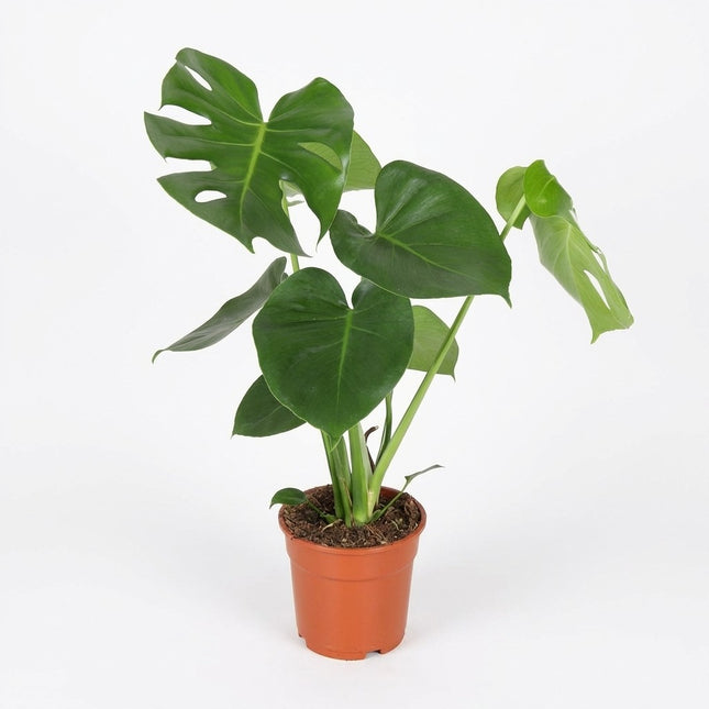 Monstera Deliciosa - Ø17cm - ↕55cm – kamerplant op witte achtergrond