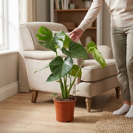 Monstera Deliciosa - Ø17cm - ↕55cm – formaat indicatie 55cm