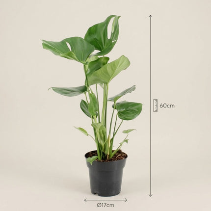 Monstera Deliciosa - Ø17cm - ↕60cm – afmetingen 60cm hoog, 17cm diameter