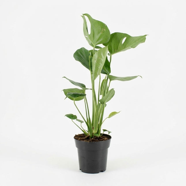 Monstera Deliciosa - Ø17cm - ↕60cm – kamerplant op witte achtergrond