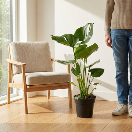 Monstera Deliciosa - Ø17cm - ↕60cm – formaat indicatie 60cm