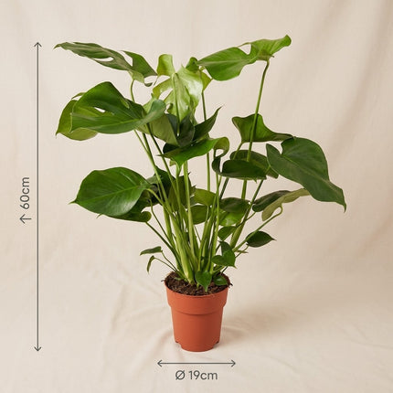 Monstera Deliciosa - Ø19cm - ↕60cm – afmetingen 60cm hoog, 19cm diameter