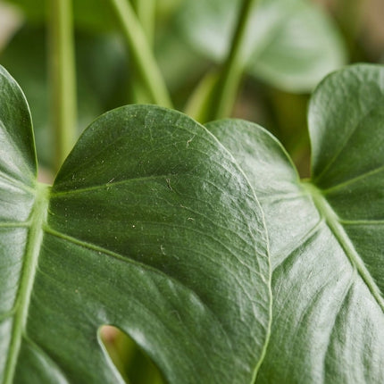 Monstera Deliciosa - Ø19cm - ↕60cm – close-up bladtextuur