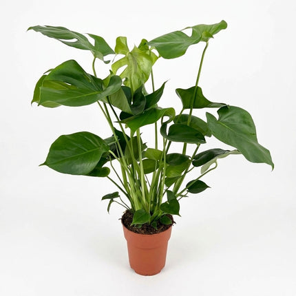 Monstera Deliciosa - Ø19cm - ↕60cm – kamerplant op witte achtergrond