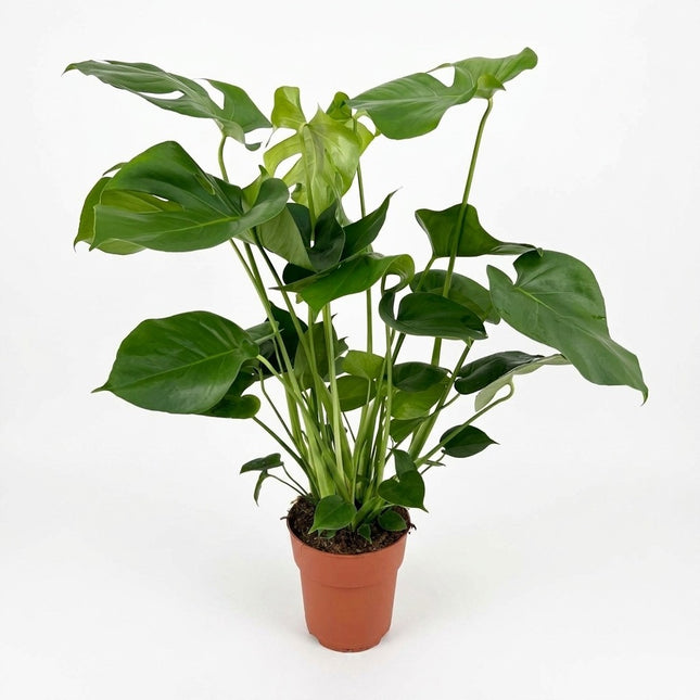 Monstera Deliciosa - Ø19cm - ↕60cm – kamerplant op witte achtergrond