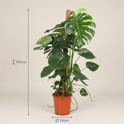 Monstera Deliciosa - Ø24cm - ↕105cm – afmetingen 105cm hoog, 24cm diameter