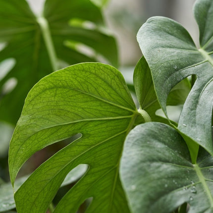 Monstera Deliciosa P21 - Ø21cm - ↕60cm – close-up bladtextuur