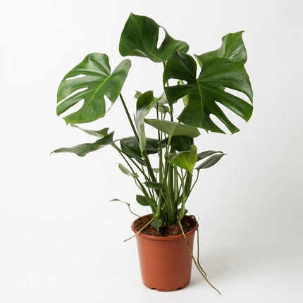 Monstera Deliciosa P21 - Ø21cm - ↕60cm – kamerplant op witte achtergrond