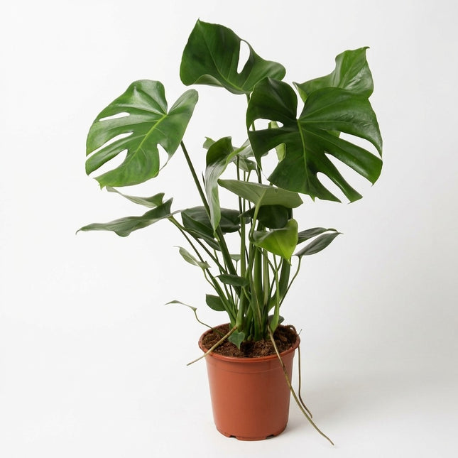 Monstera Deliciosa P21 - Ø21cm - ↕60cm – kamerplant op witte achtergrond